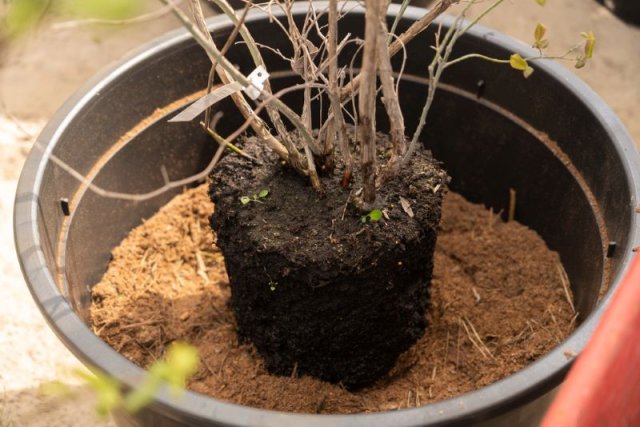 Pflanzung von Heidelbeeren in Containern