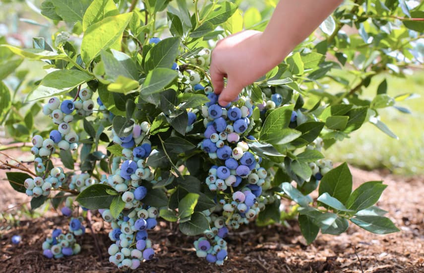 Pflanzung von Heidelbeeren im Frühjahr mit Setzlingen