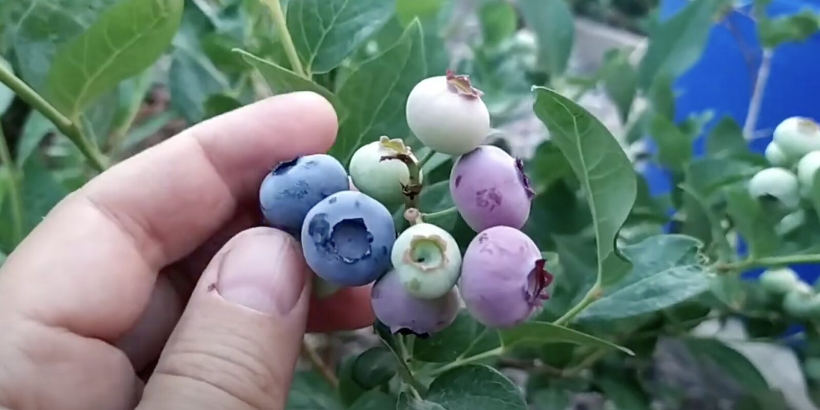 Blaubeeren aus Samen pflanzen zu Hause