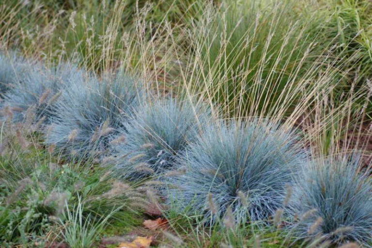 Blauschwingel 'Lazurit' – Anzucht aus Samen