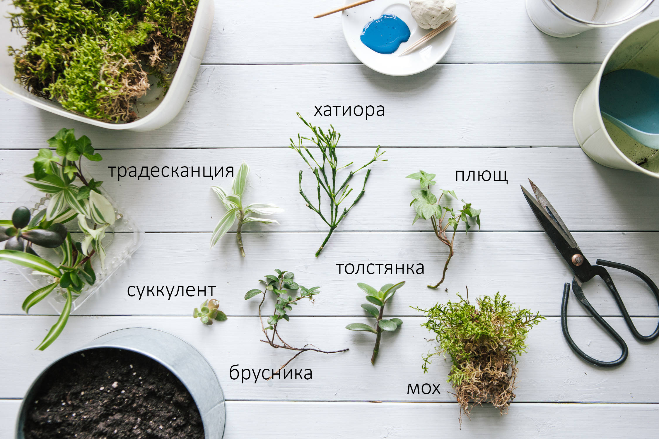 Bonsai aus Samen zu Hause pflanzen