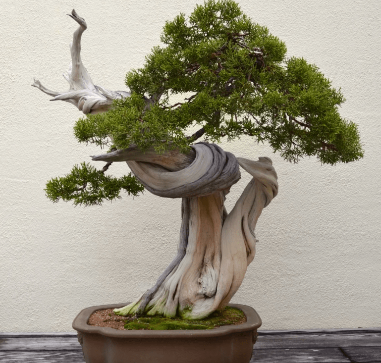 Pflanzen für Bonsai in Innenräumen