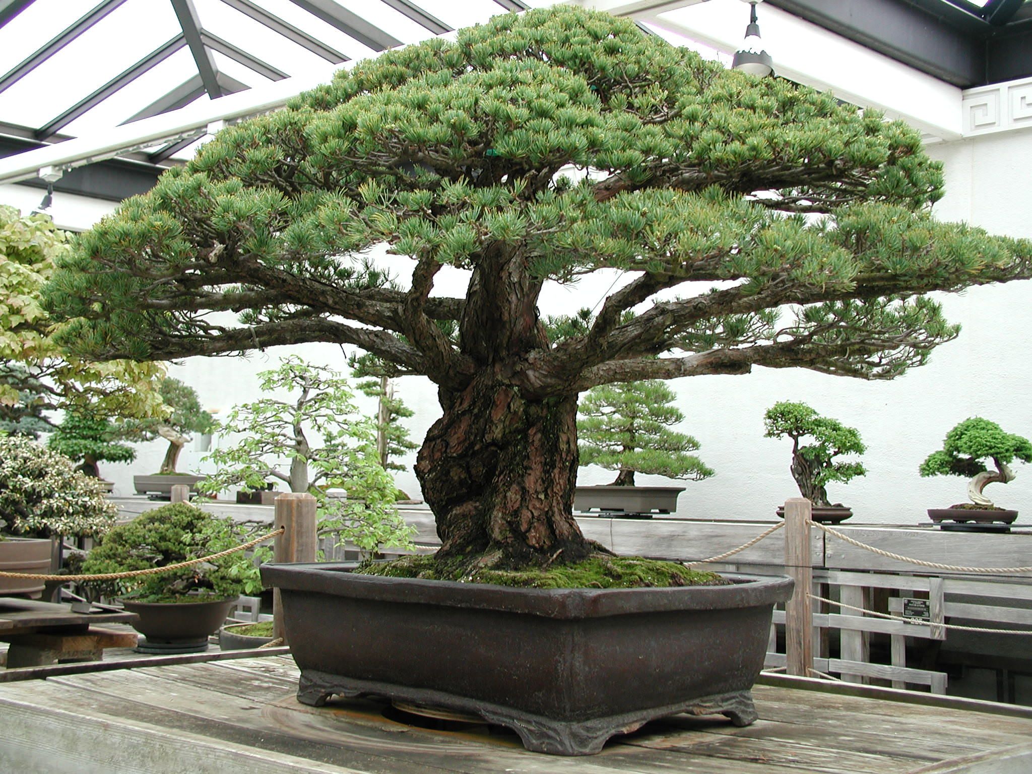Bonsai-Baumpflege und -aufzucht zu Hause