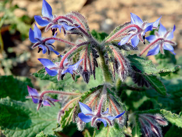 Borago (Gurkenkraut) – Pflanzung und Pflege