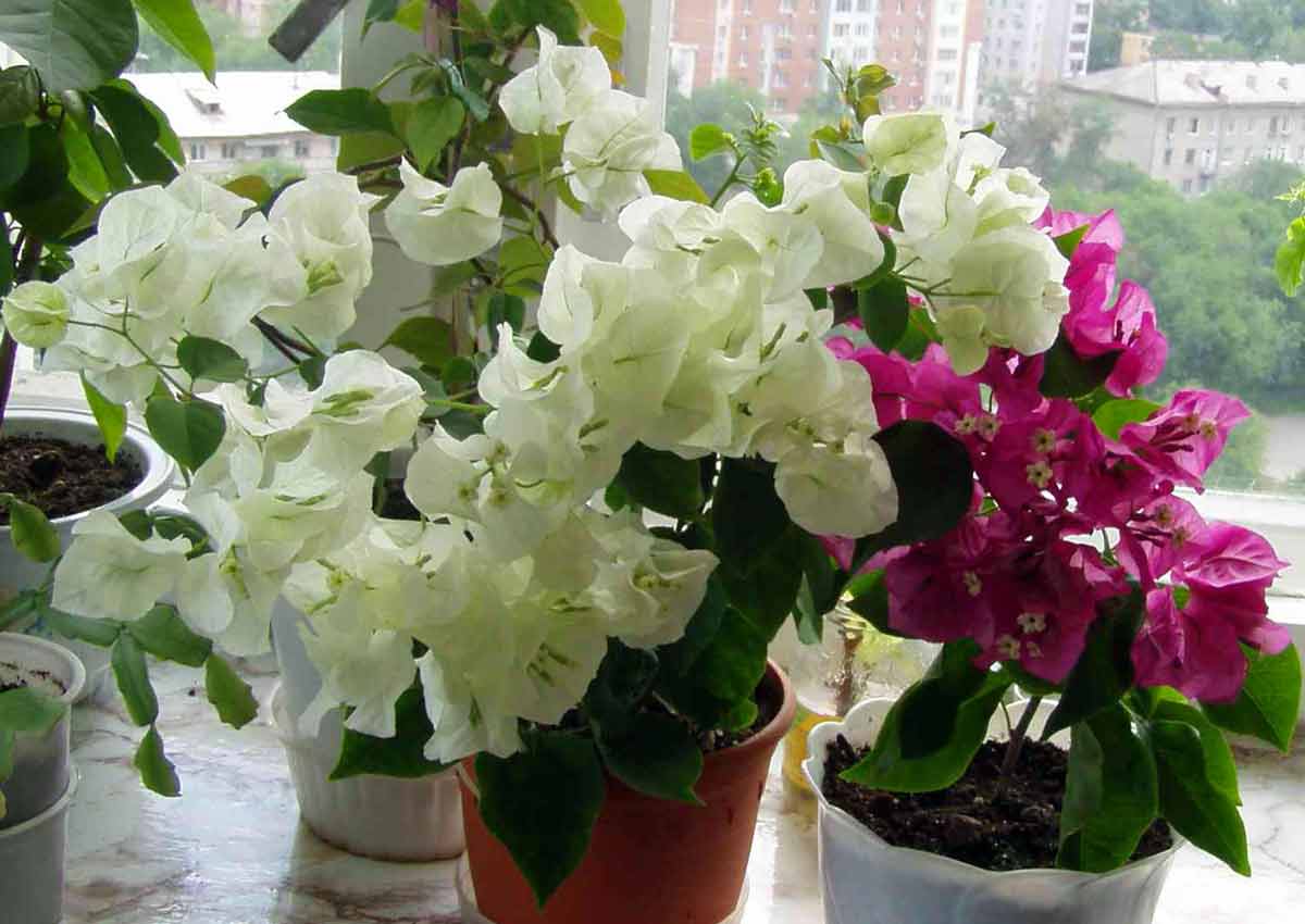 Bougainvillea aus Samen ziehen