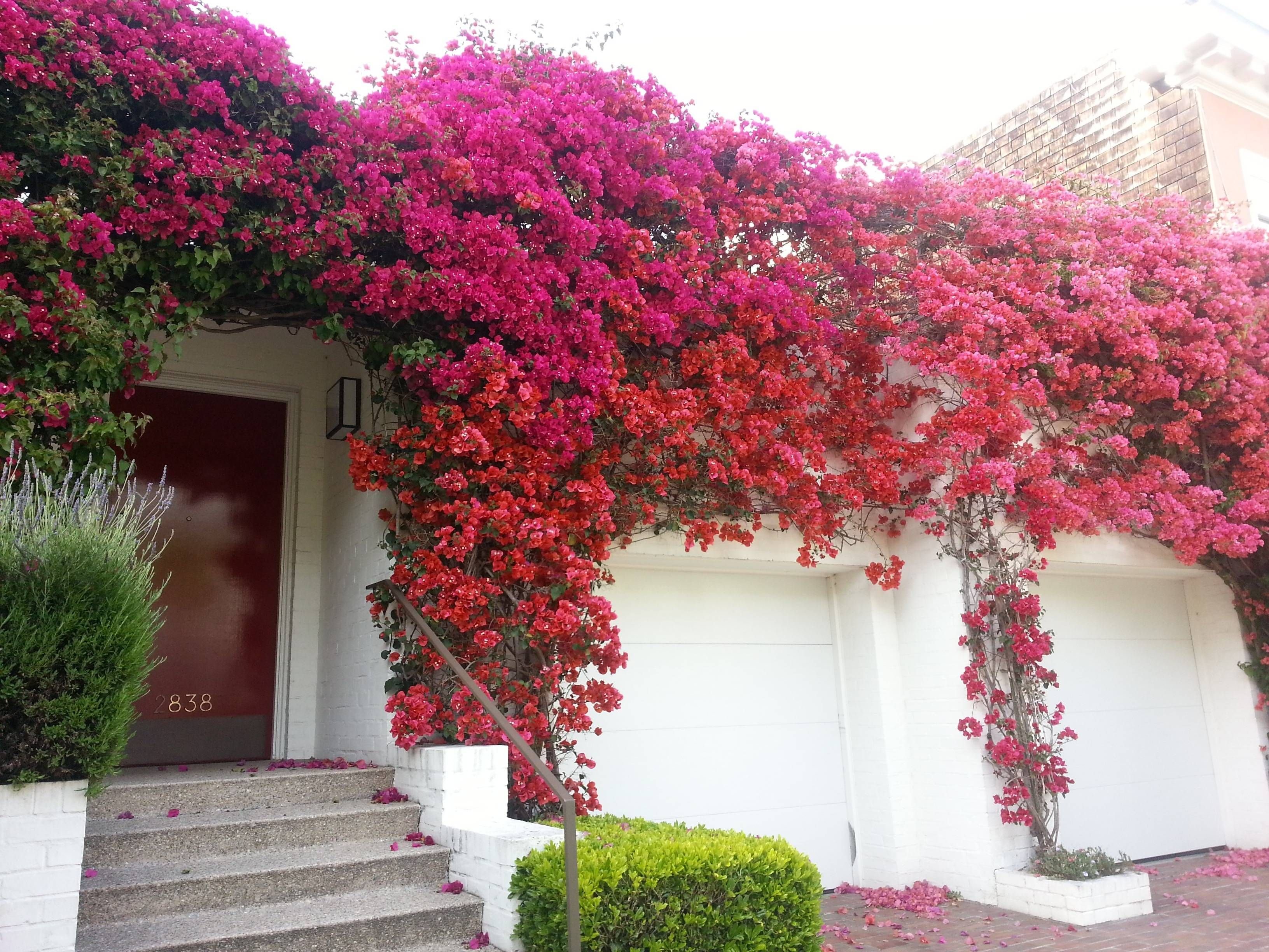 Anbau von Bougainvillea im Freien