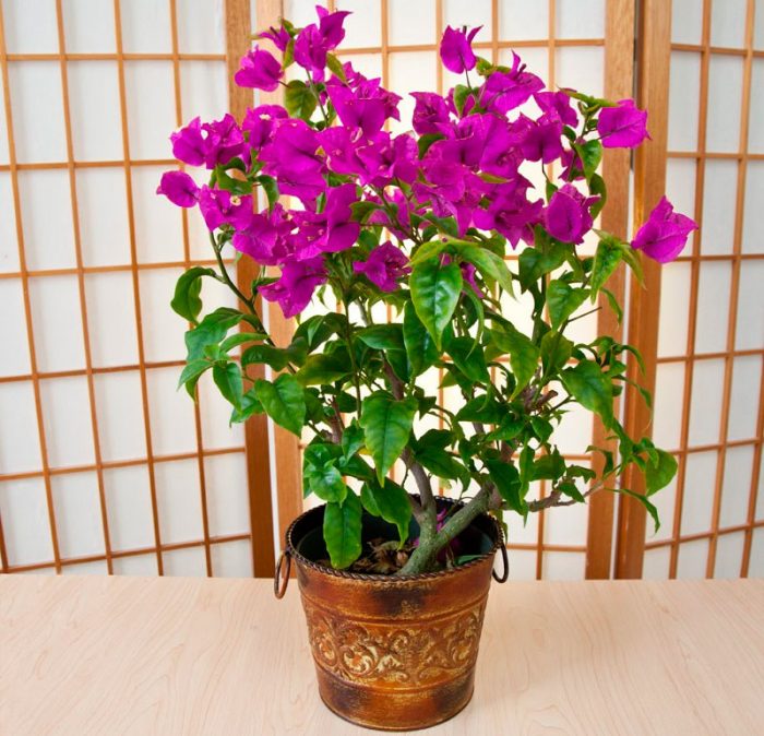 Bougainvillea Pflanzung und Pflege