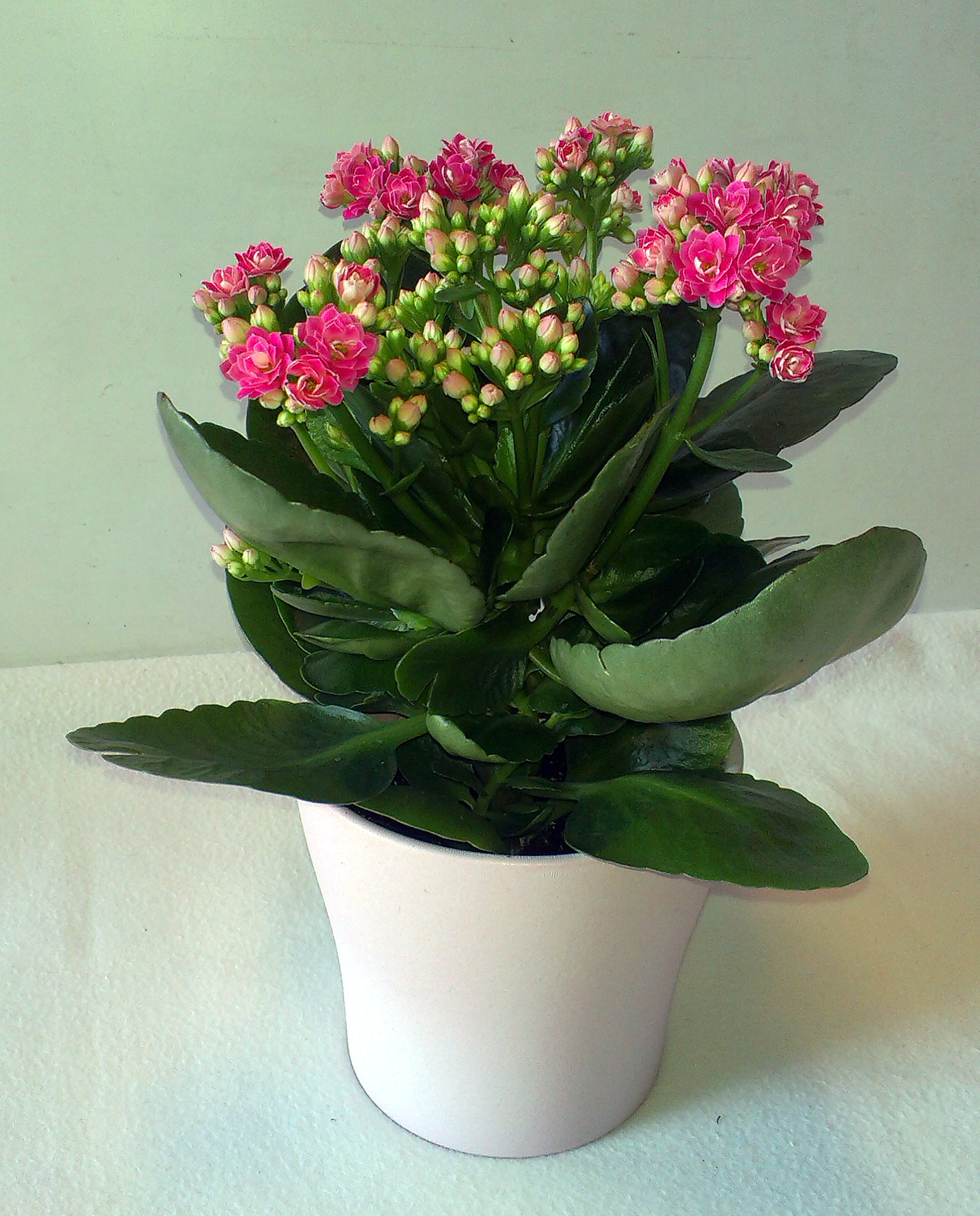 Sie haben eine blühende Kalanchoe gekauft. Wie verpflanzen und pflegen Sie sie?