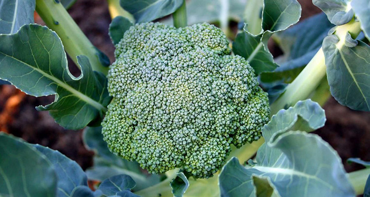 Brokkoli-Anbau im Garten