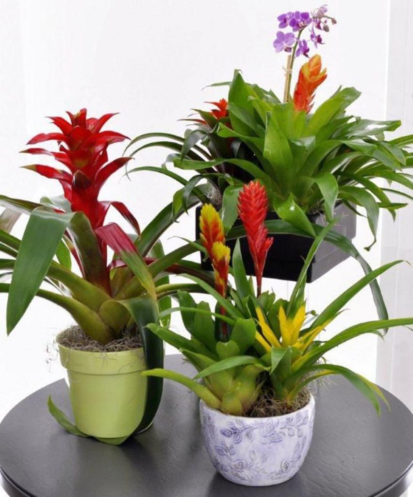 Bromelien als Zimmerpflanzen: Wie pflegt man sie?