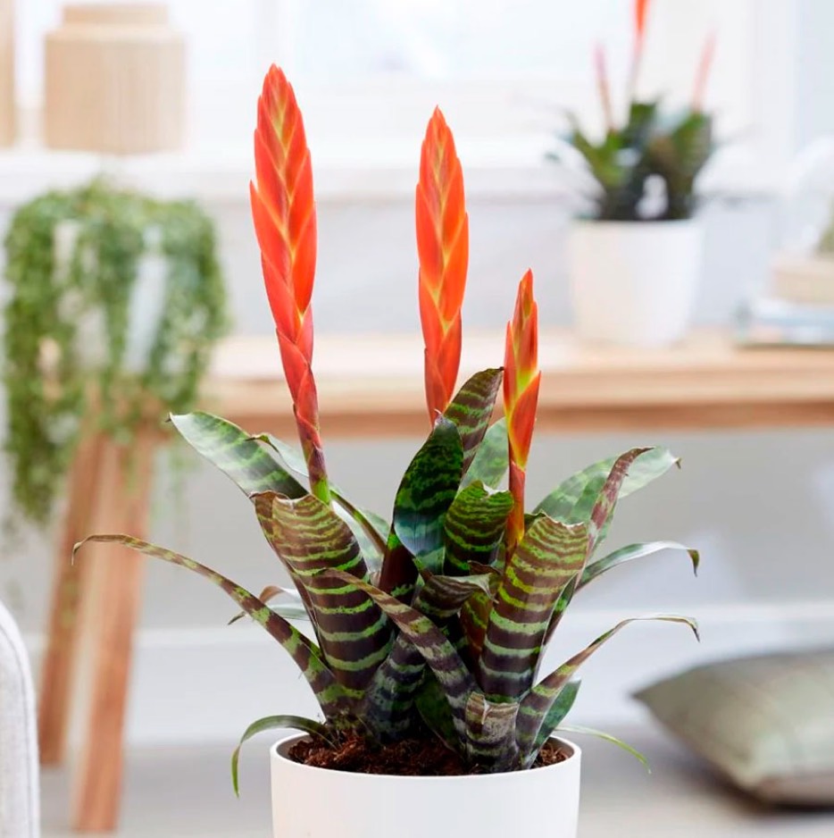 Bromelien – Pflege von Zimmerpflanzen