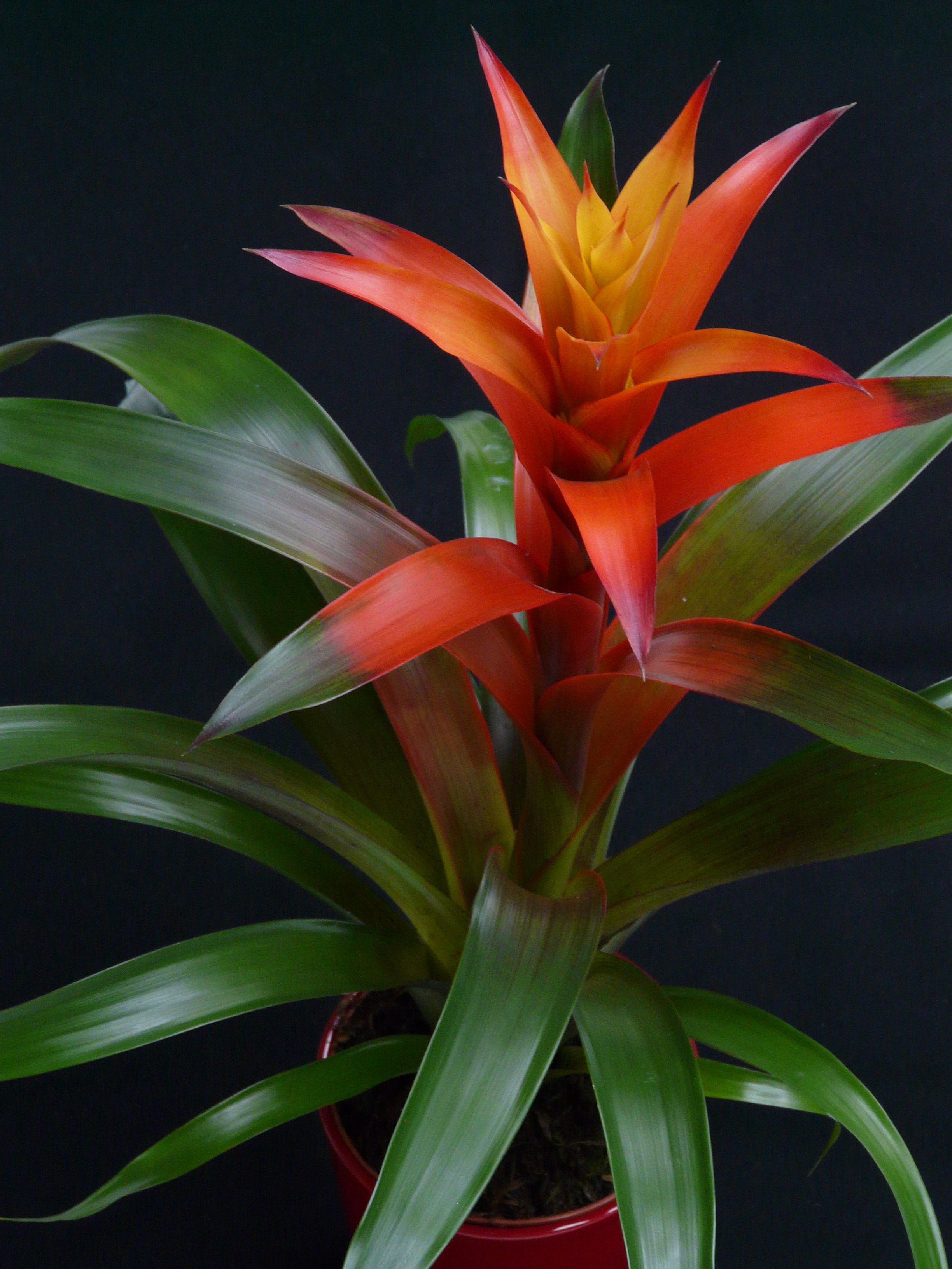 Bromelien-Mix Zimmerpflanzen