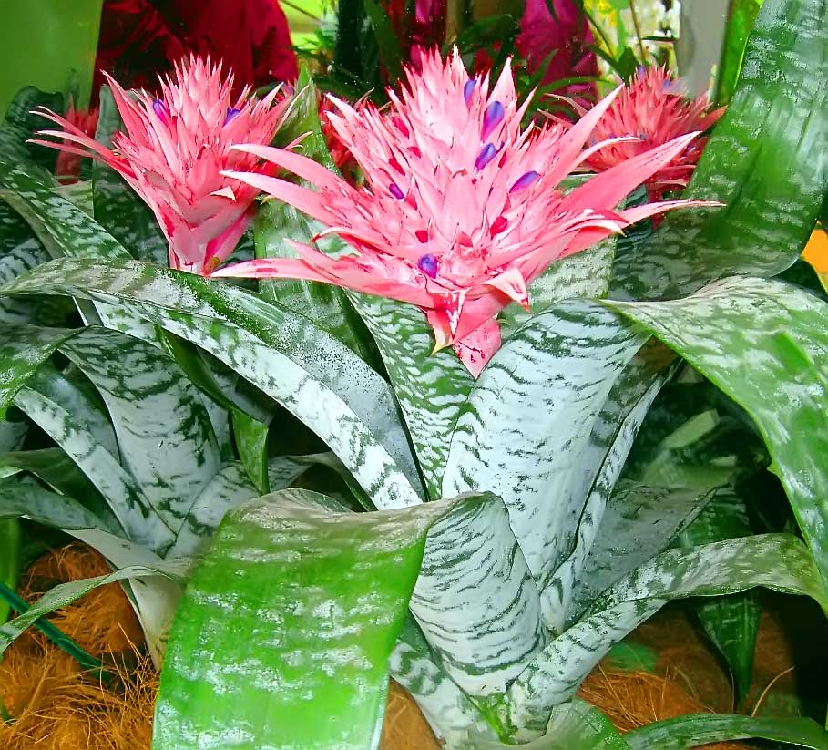 Bromelien-Mix: Wie pflegen?