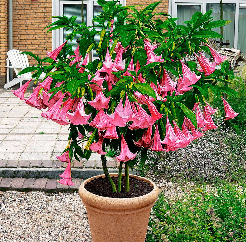 Brugmansia Pflege und Vermehrung