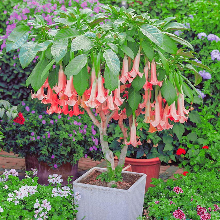 Brugmansia: Pflanzung und Pflege im Haus