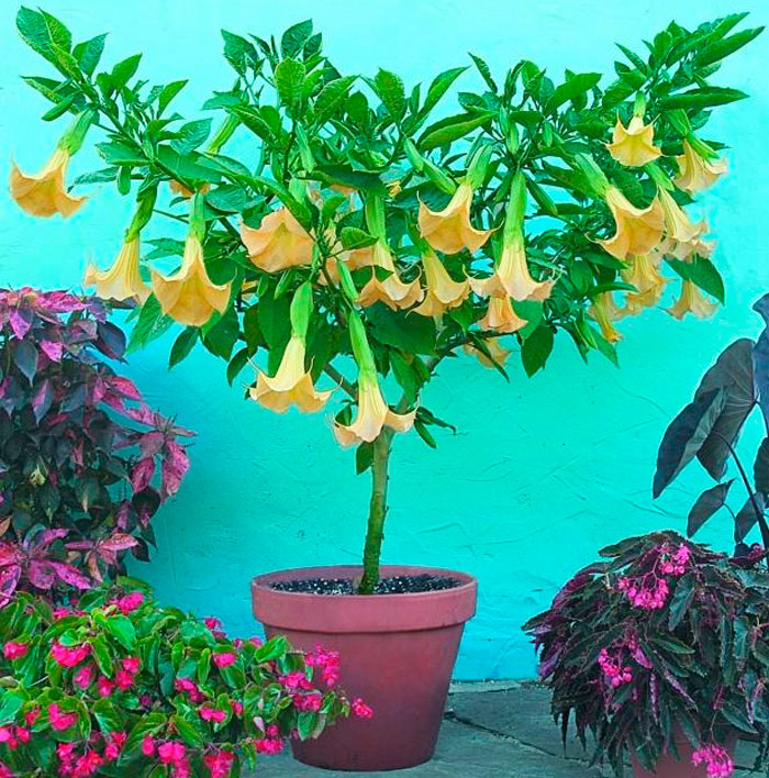 Brugmansia: Pflanzung und Pflege im Topf