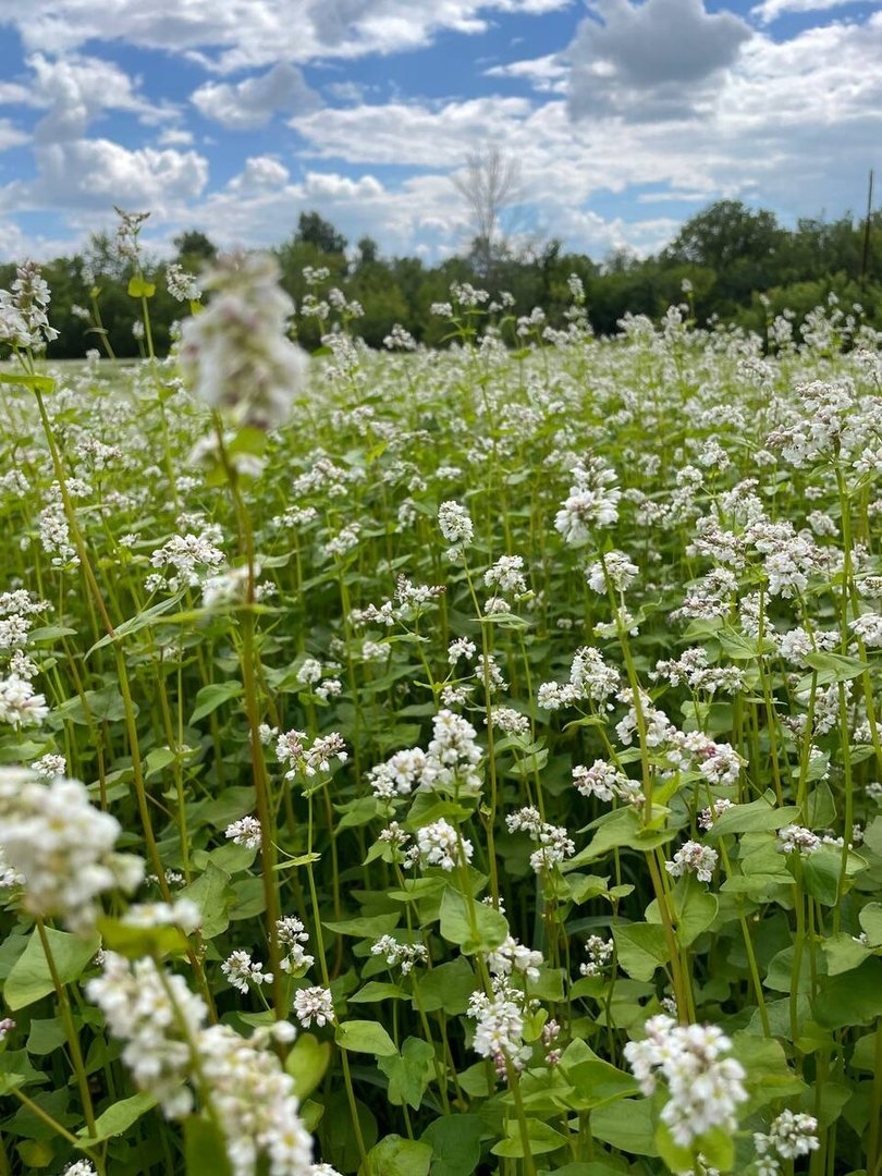 Anbaugebiete für Buchweizen in Russland