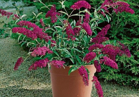 Buddleja davidii 'Weiß' Pflanzung und Pflege