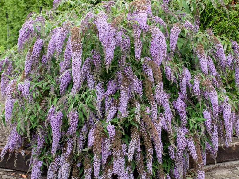 Buddleja in Sibirien: Pflanzung und Pflege