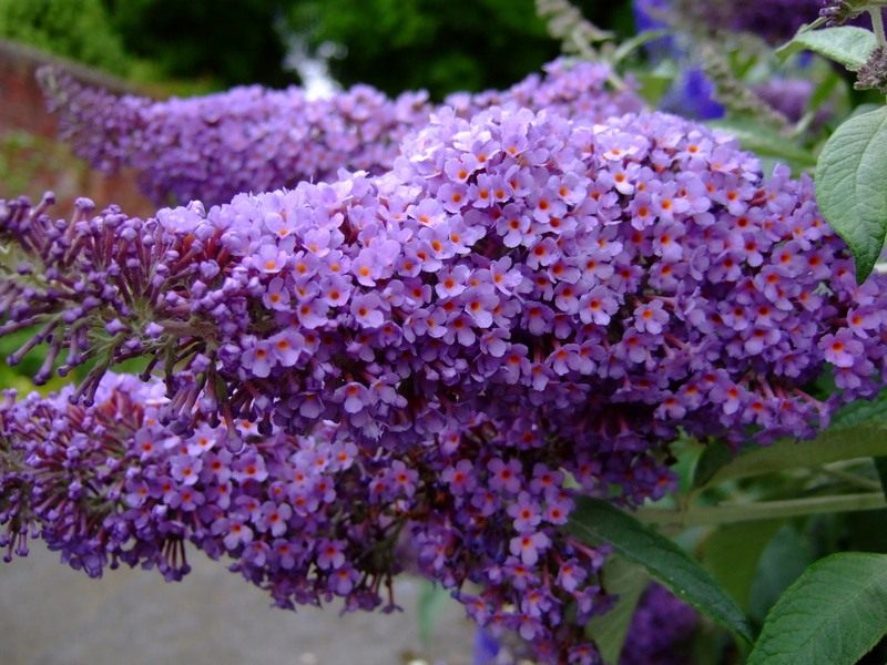 Buddleia: Vermehrung und Pflege