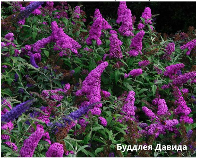 Pflanzung und Pflege der Buddleja davidii
