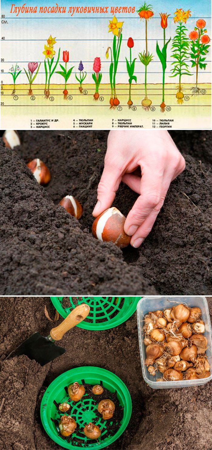 Zwiebelpflanzen im Herbst pflanzen: Wann und wie?
