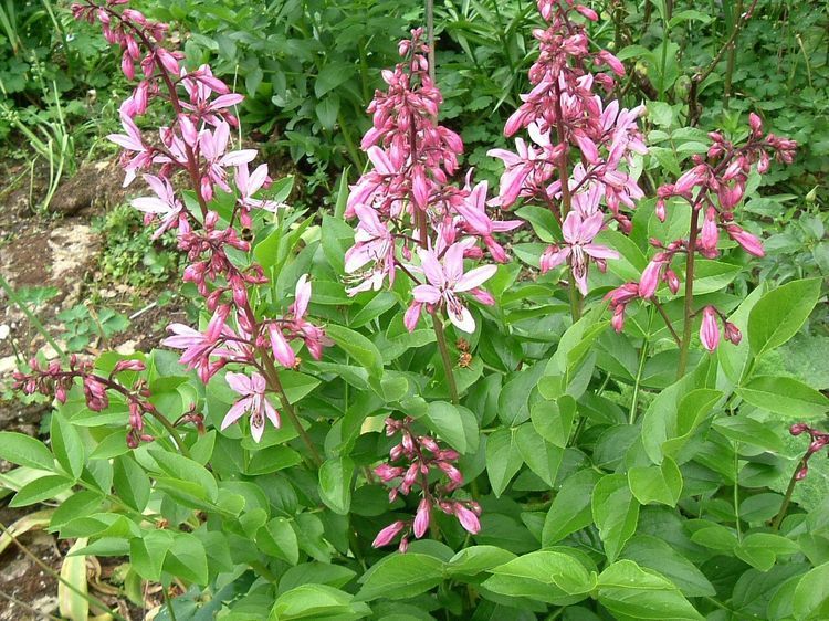 Anbau des Brennenden Busches (Dictamnus)