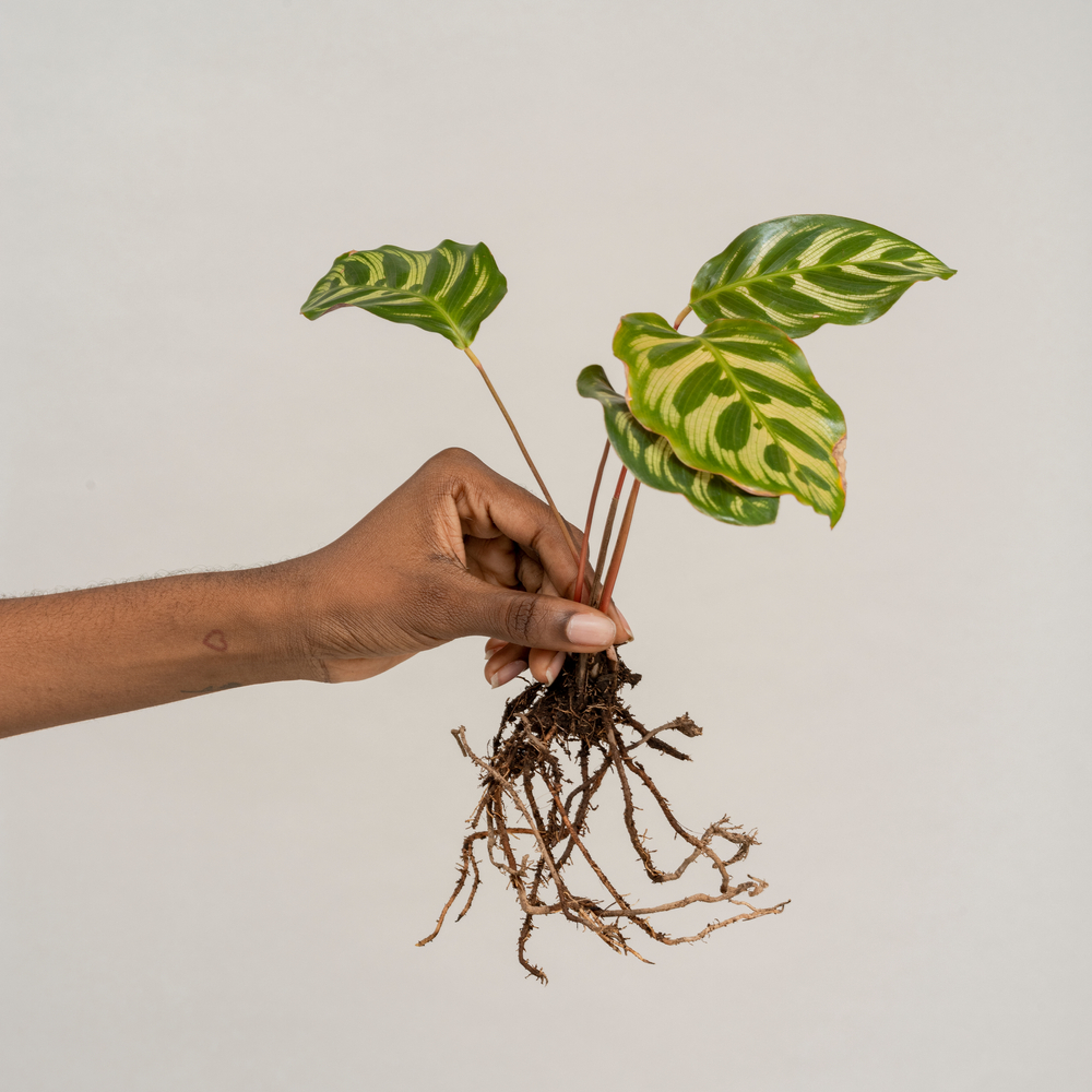 Calathea Vermehrung durch Stecklinge
