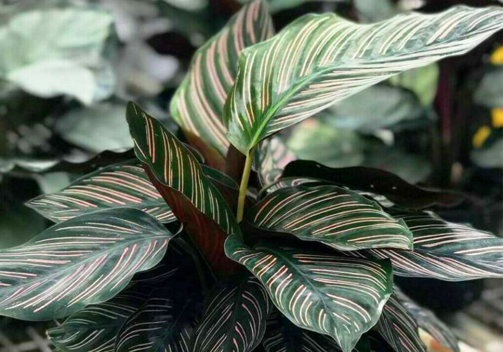 Vermehrung der Calathea durch Blätter