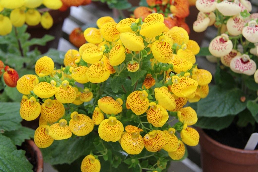 Calceolaria: Anzucht aus Samen unter heimischen Bedingungen