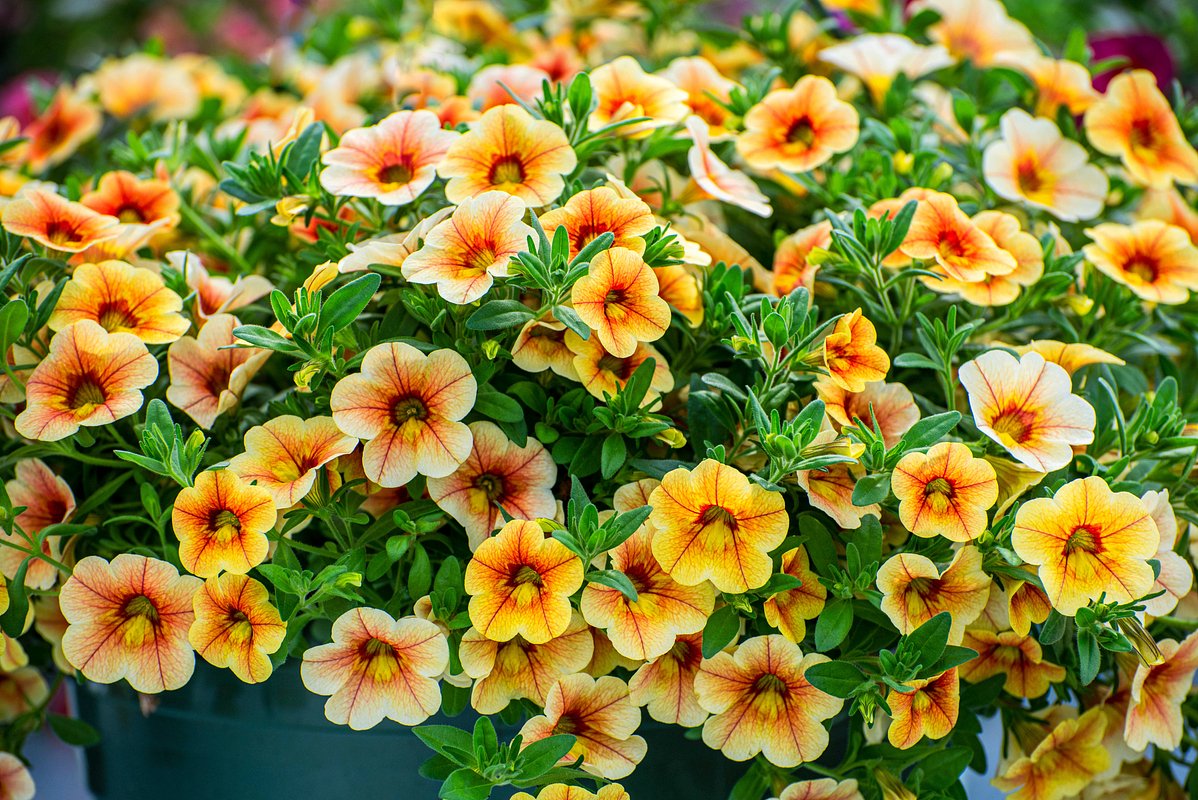 Calibrachoa – Anbau und Pflege zu Hause
