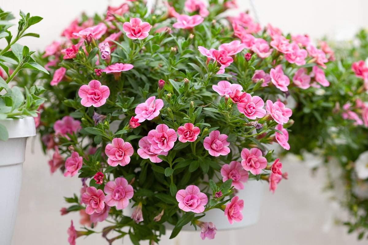 Calibrachoa: Anbau und Pflege im Winter