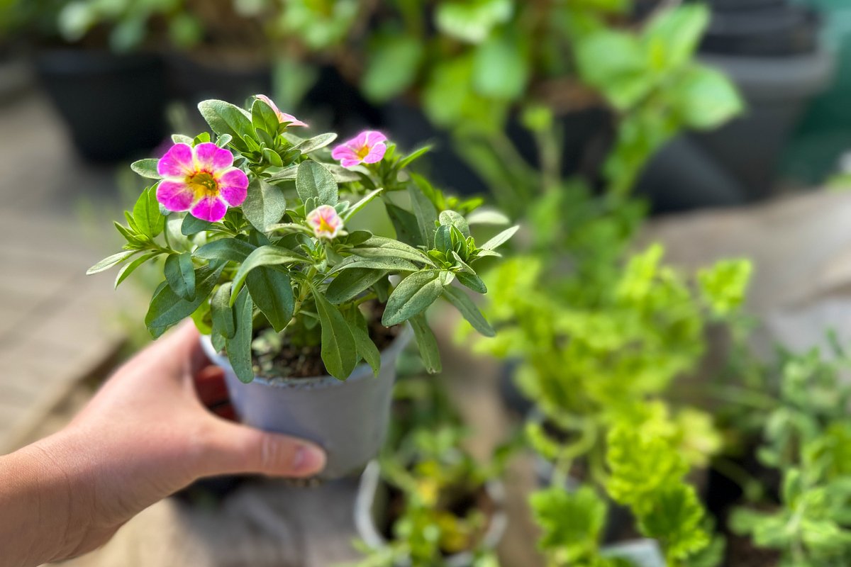Calibrachoa – Anzucht aus Samen zu Hause