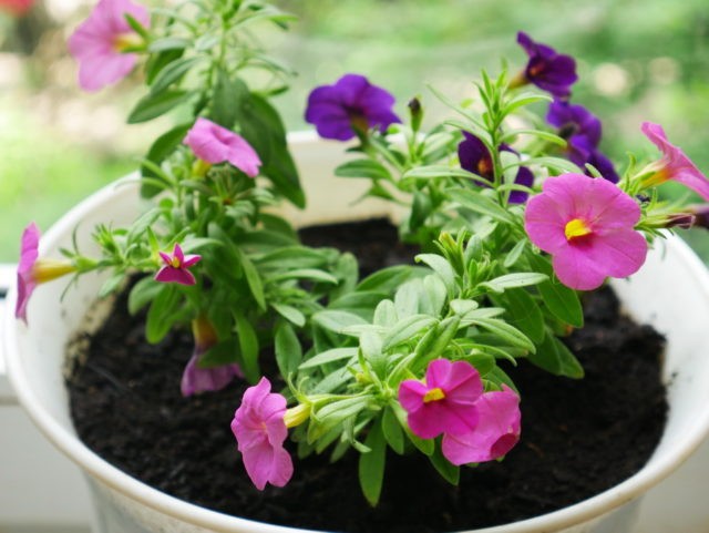 Vermehrung von Calibrachoa durch Stecklinge