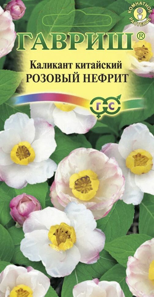 Kalikant 'Rosa Nephrit' – Anzucht aus Samen