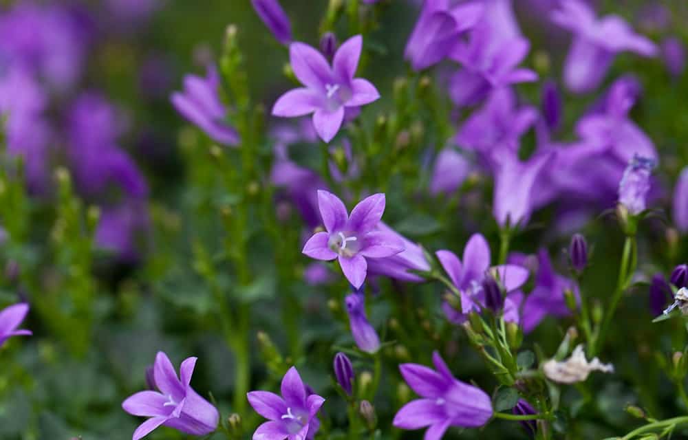 Pflanzung und Pflege von Campanula