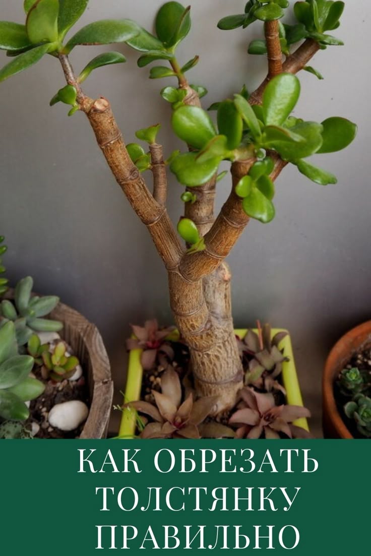 Kann man den Geldbaum im Herbst beschneiden?