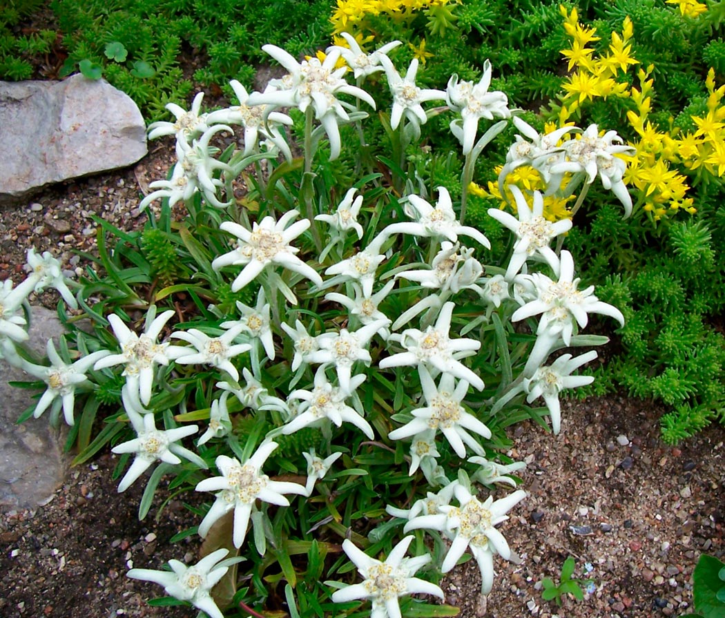 Kann man Edelweiß unter Gartenbedingungen anbauen?