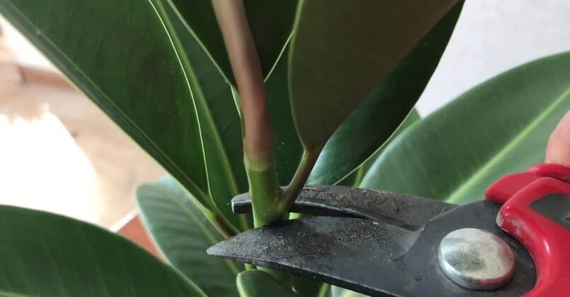 Kann man den Ficus im Herbst zurückschneiden?