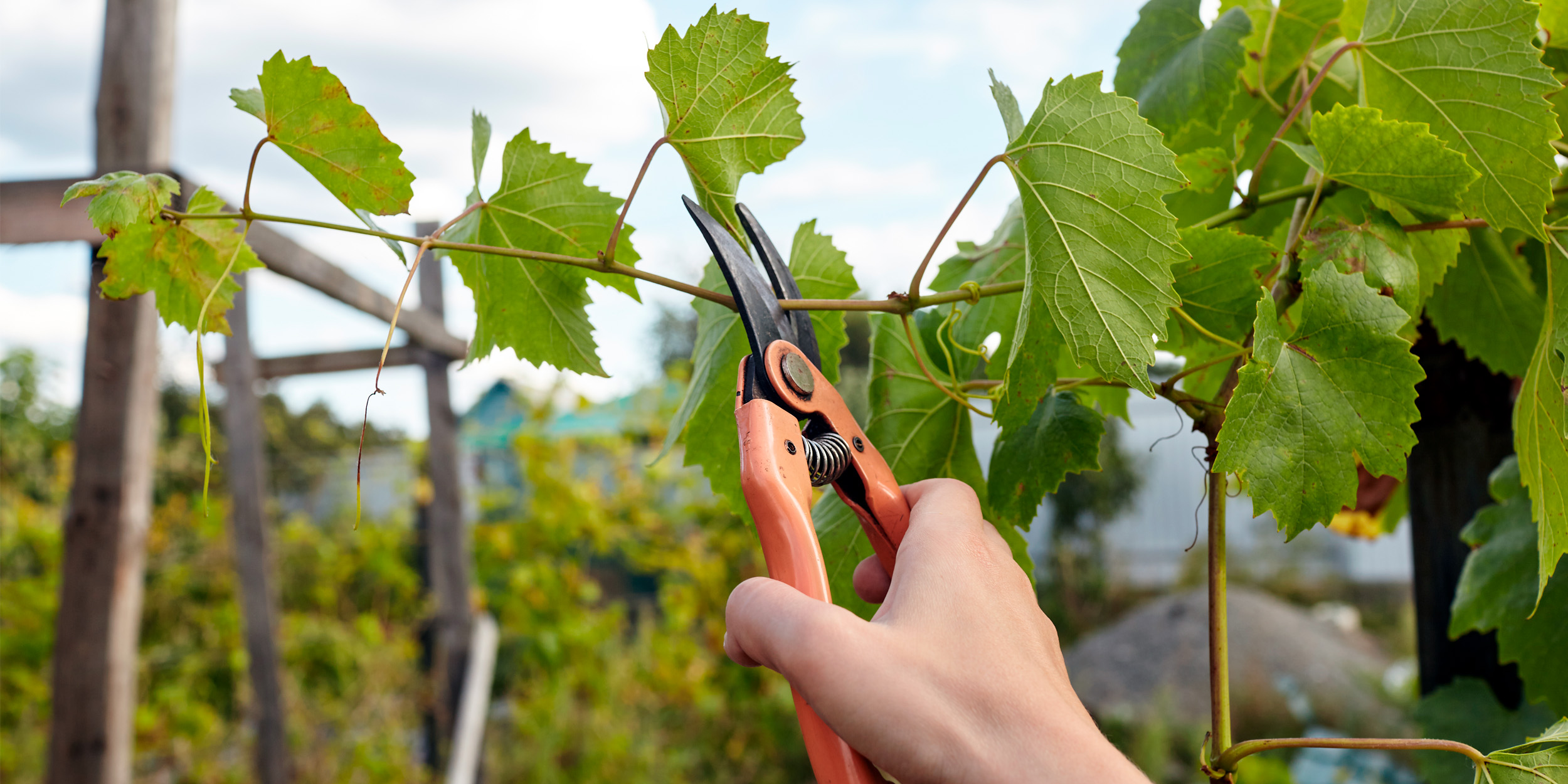 Kann man im Frühjahr Weinreben schneiden?