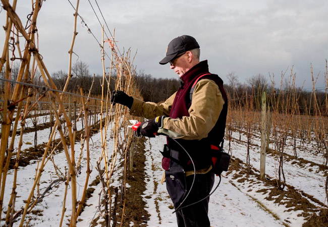 Kann man Weinreben im Winter beschneiden?