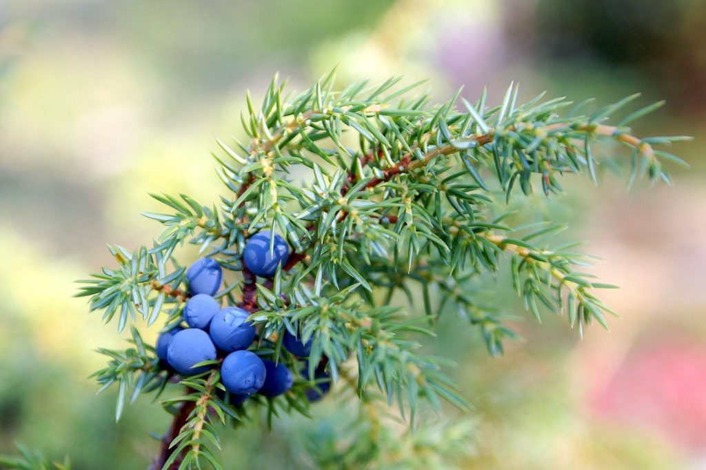 Kann man Wacholder schneiden und wann?
