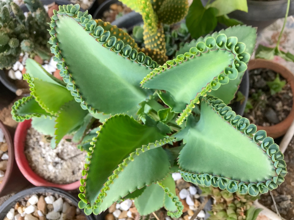 Kann man eine Kalanchoe zurückschneiden?