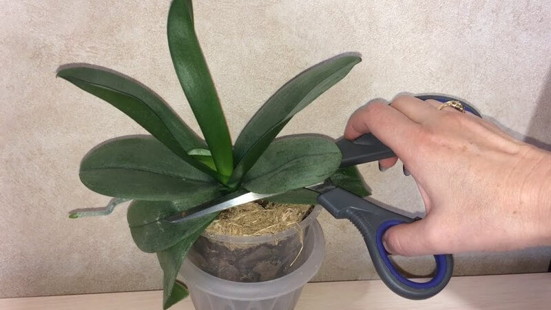 Kann man die Blätter einer Phalaenopsis-Orchidee abschneiden?