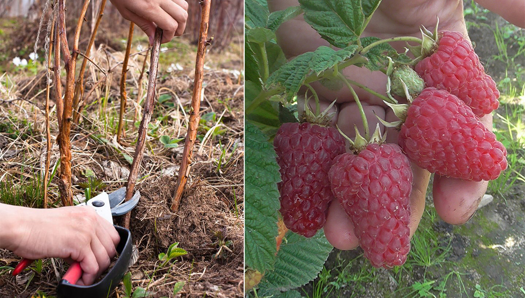 Kann man Himbeeren im Frühjahr schneiden?