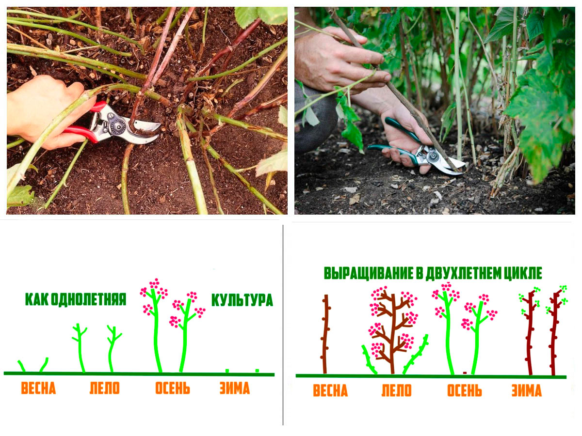 Kann man remontierende Himbeeren im Frühjahr schneiden?