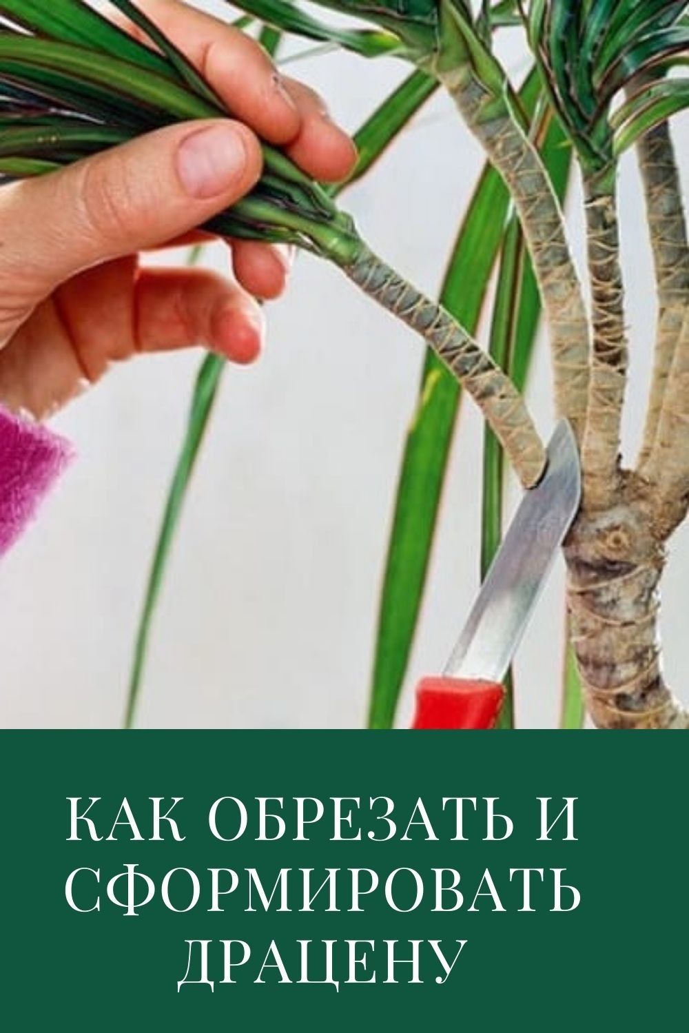 Kann man eine hohe Dracaena beschneiden?