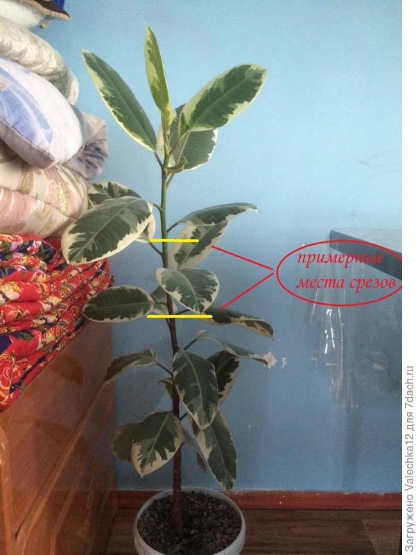 Kann man die Spitze eines Ficus beschneiden?