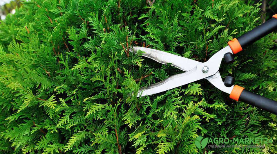 Kann man die Spitze einer Thuja schneiden?