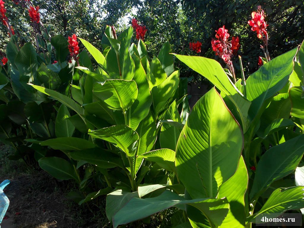 Canna: Pflege, Anbau und Lagerung